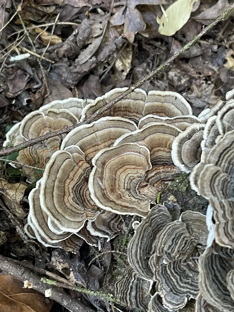 Turkey-Tail