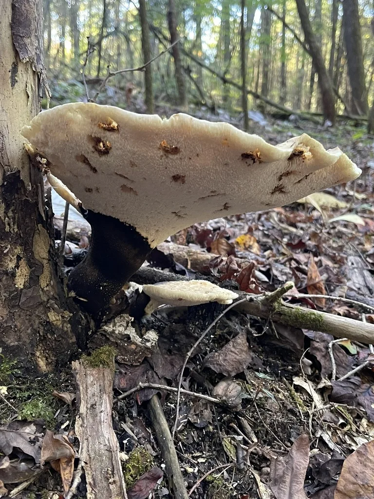 Dryad's Saddle