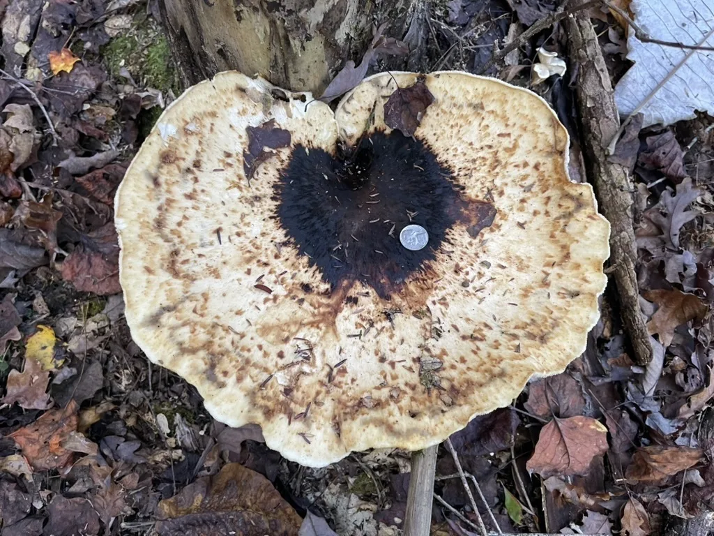Dryad's Saddle — An overhead view includes a coin for scale.