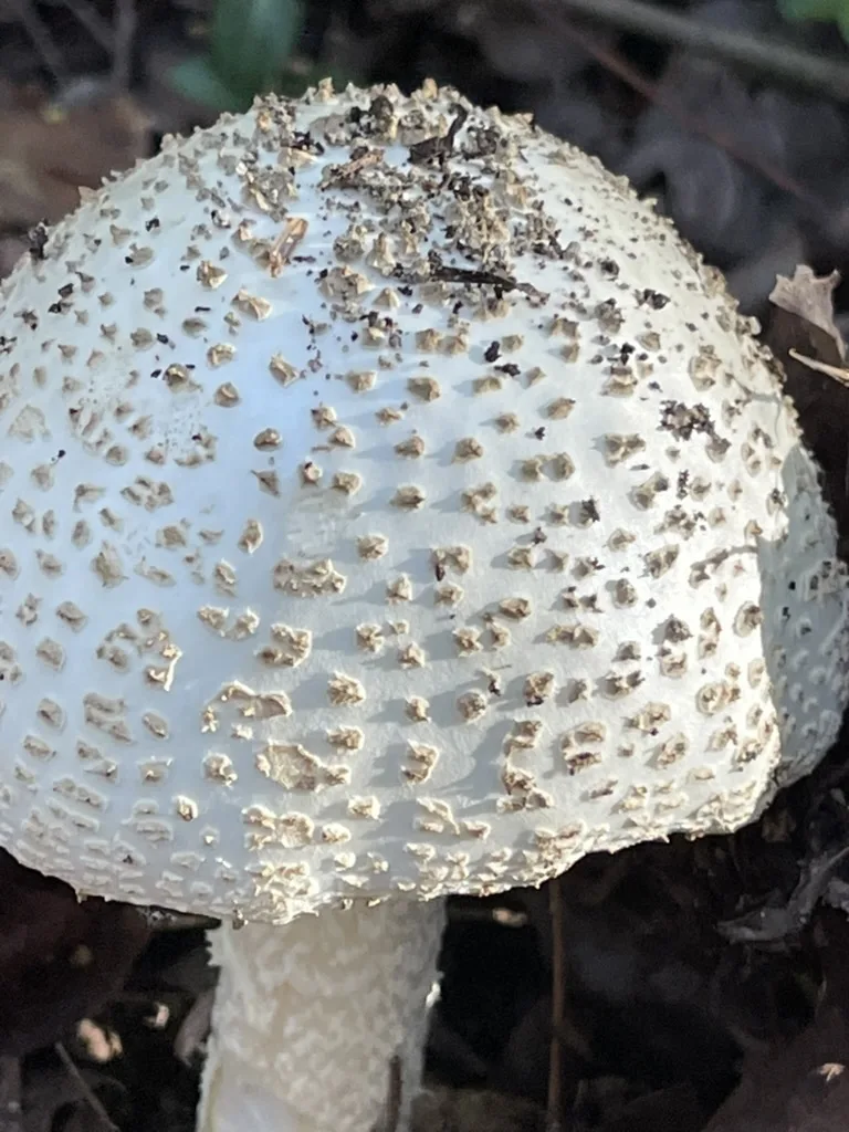Amanita Mushrooms — A closer view of the cap surface.