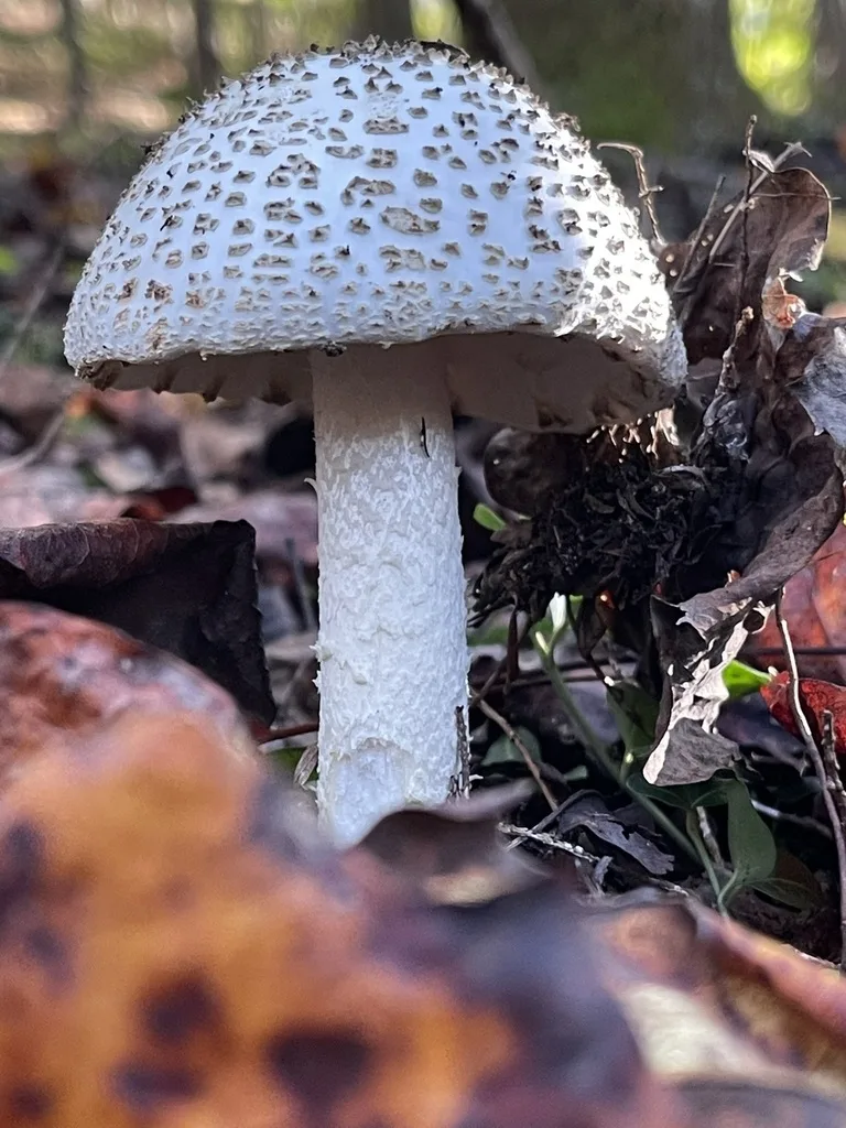 Amanita Mushrooms