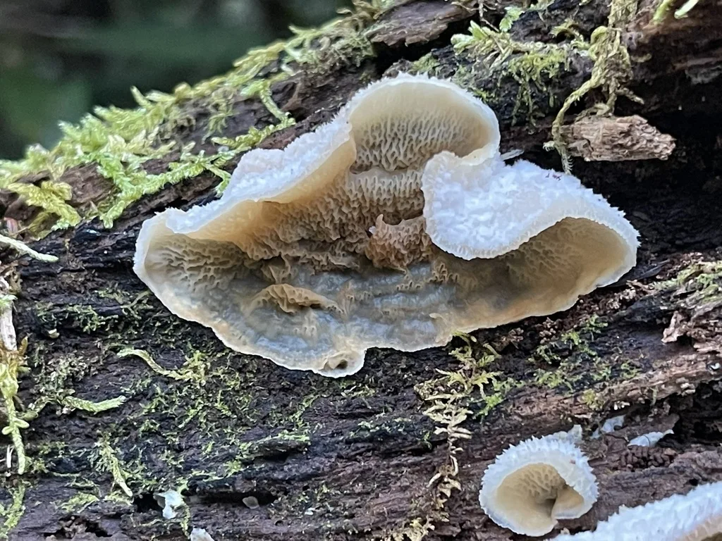Trembling Crust