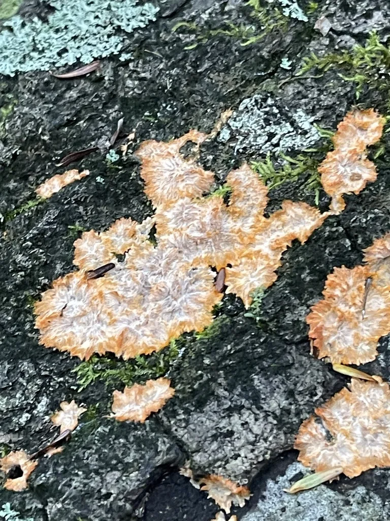 Wrinkled Crust