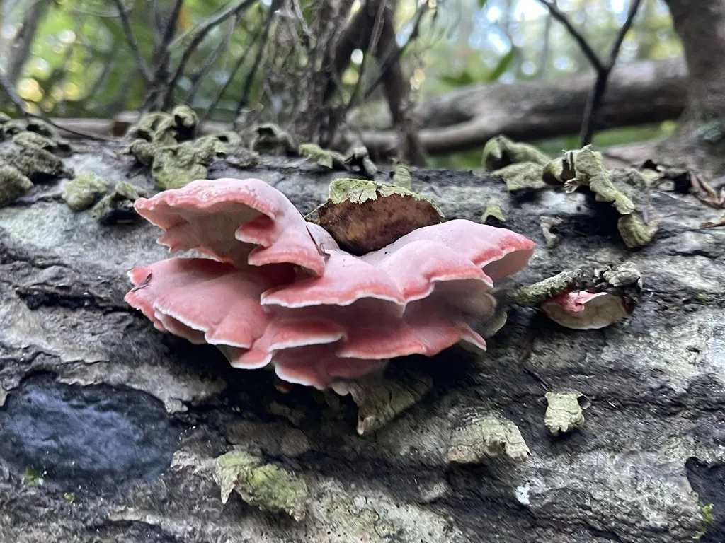 Coral-Pink Merulius