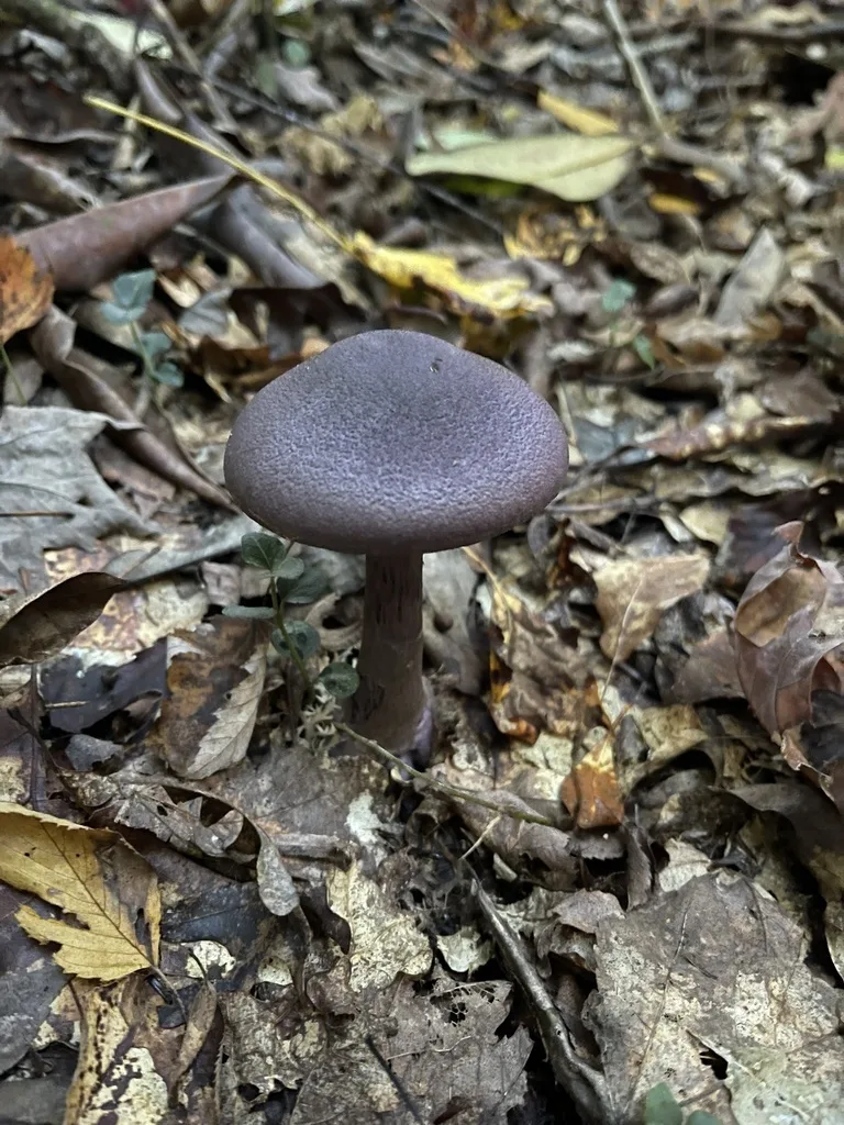 A broad, finely textured violet cap and full upright stalk.