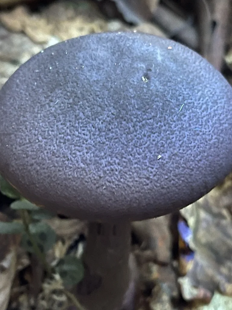 Violet Webcap — Close view of the cap’s finely textured violet surface.