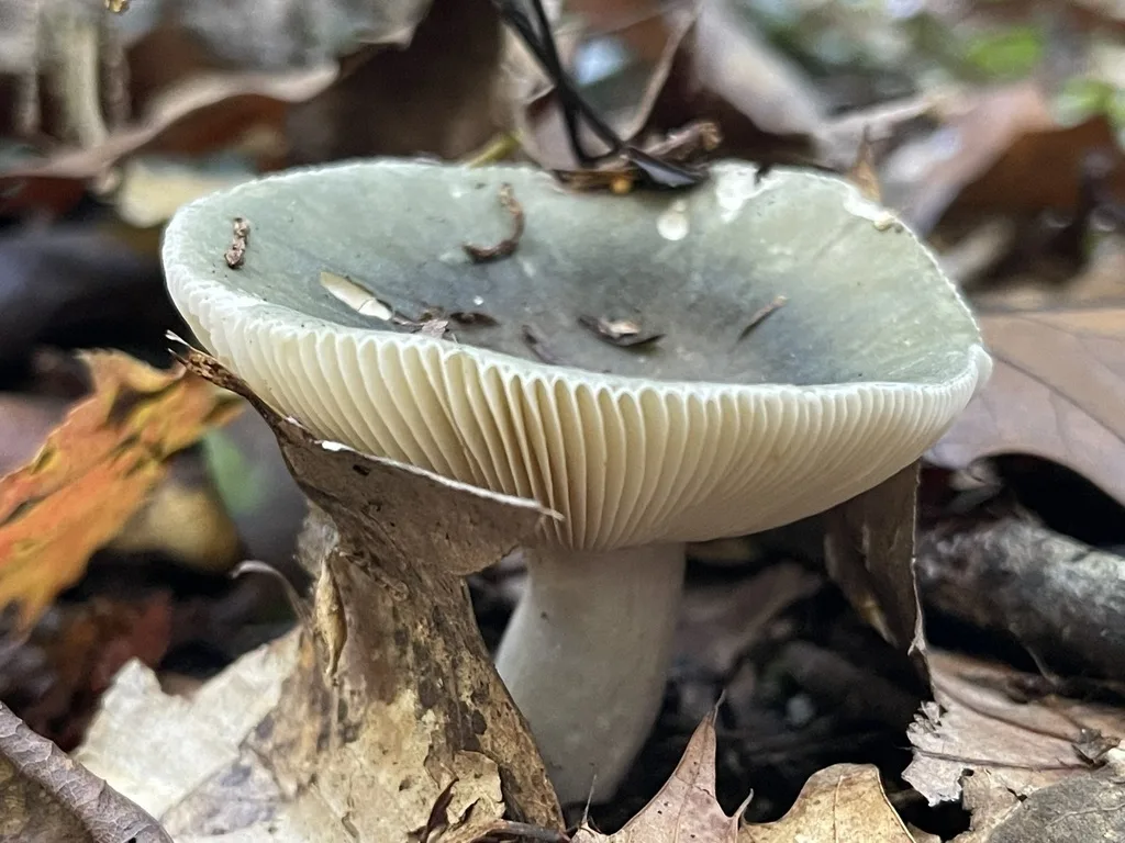Blue-Green Cracking Russula