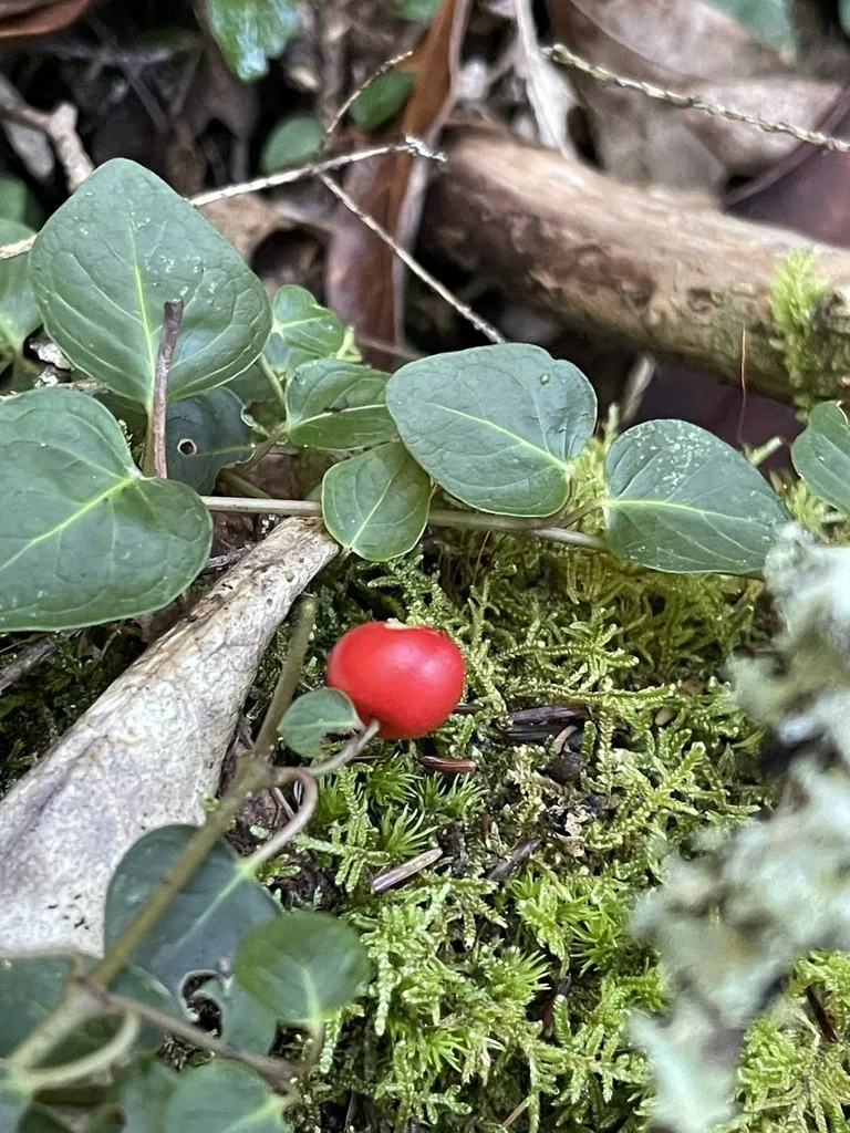 Partridgeberry