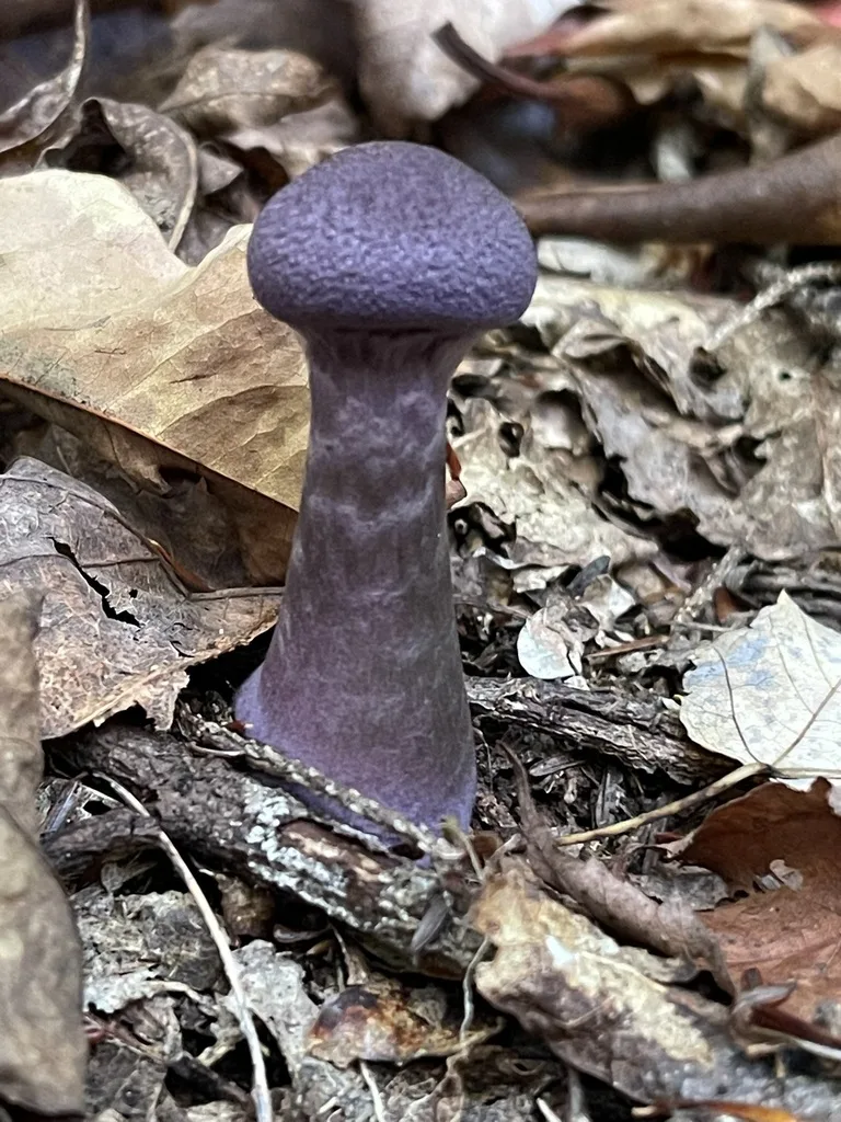 A younger, rounded violet cap in a separate observation.