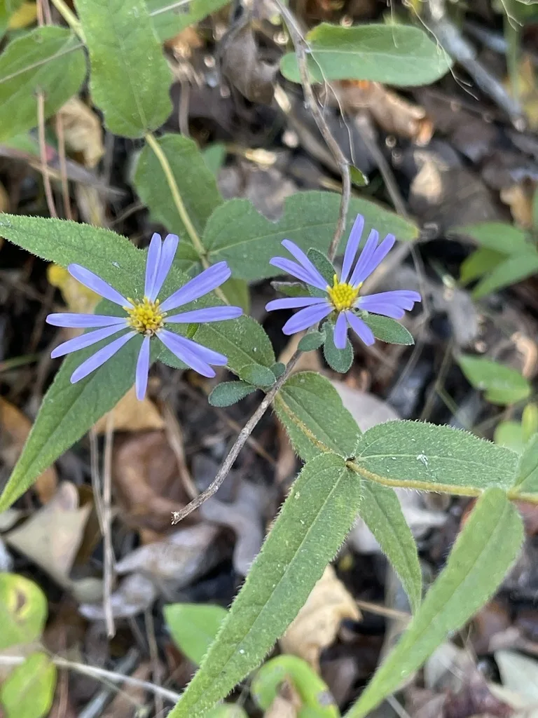 Late Purple Aster