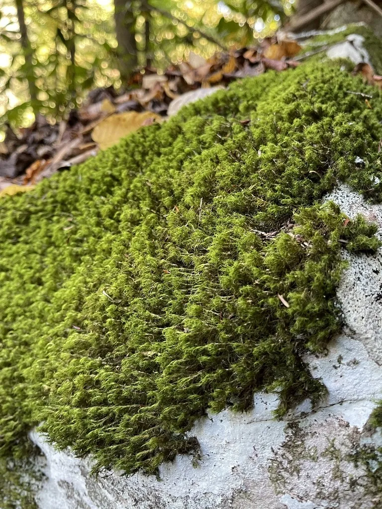 Boulder Broom Moss