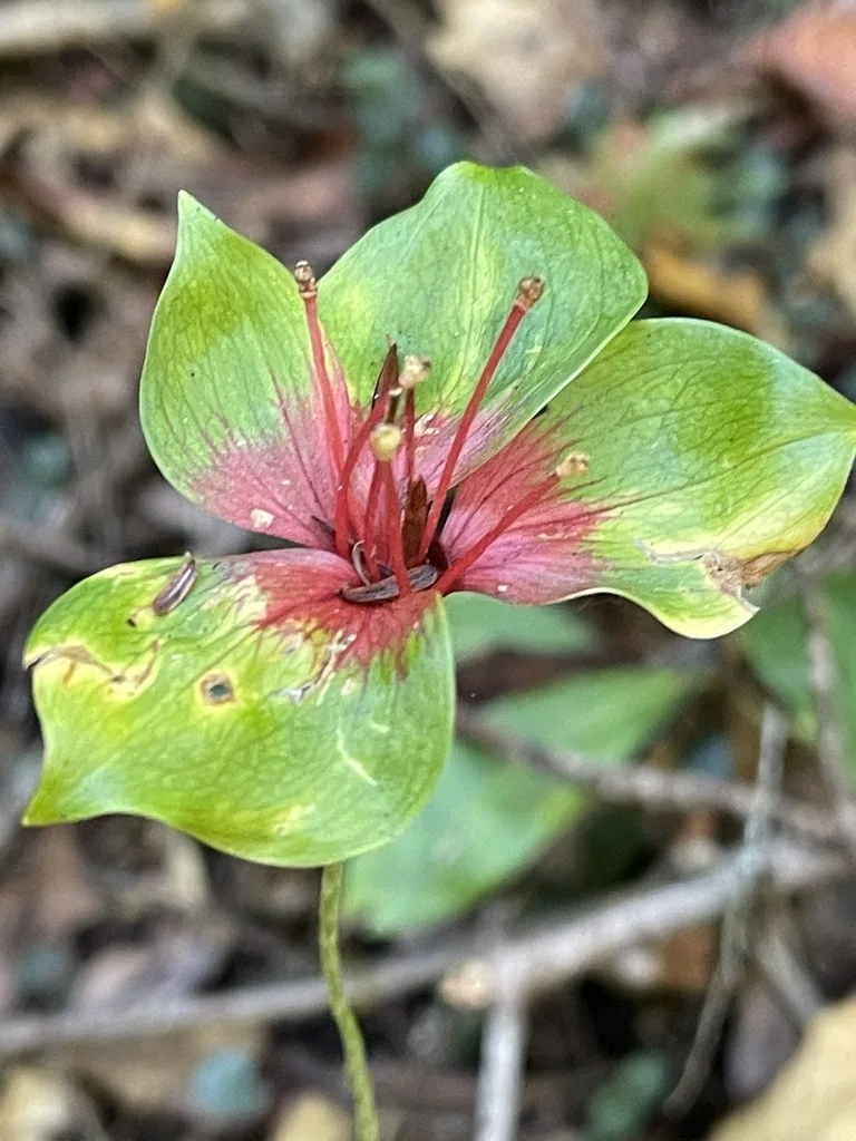 Cucumber Root