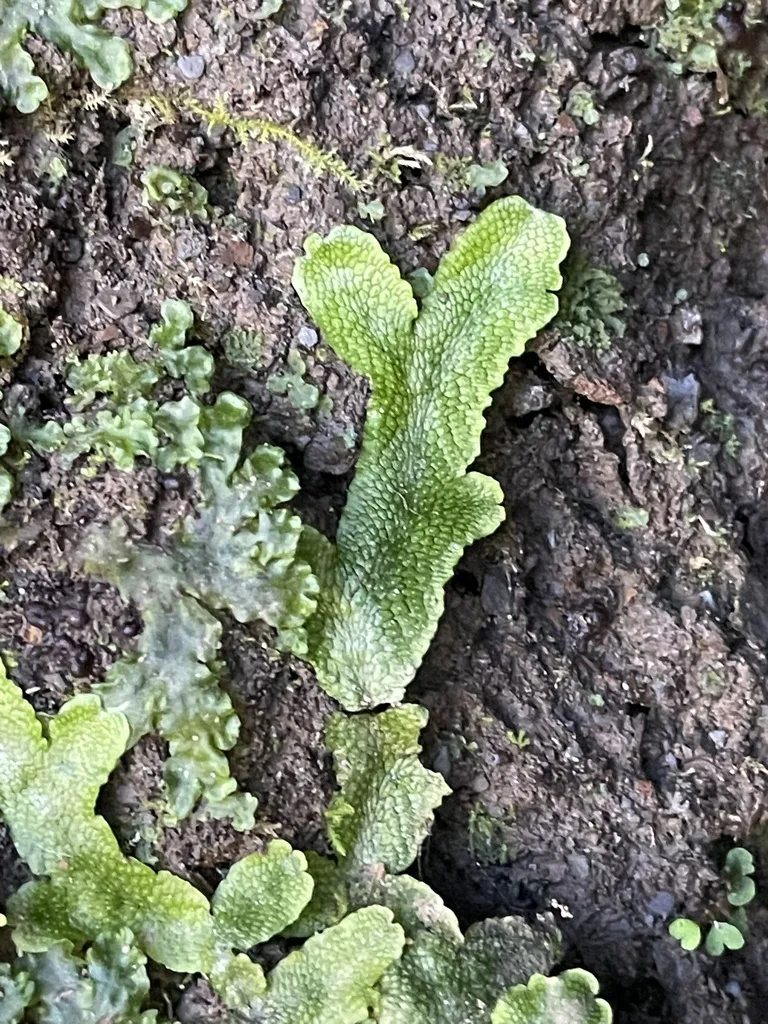 Snakewort