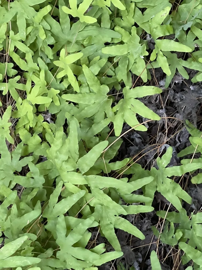 Hartford Fern