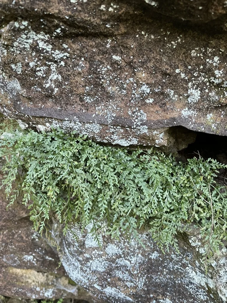 Mountain Spleenwort