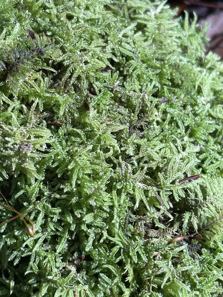 Brocade Moss
