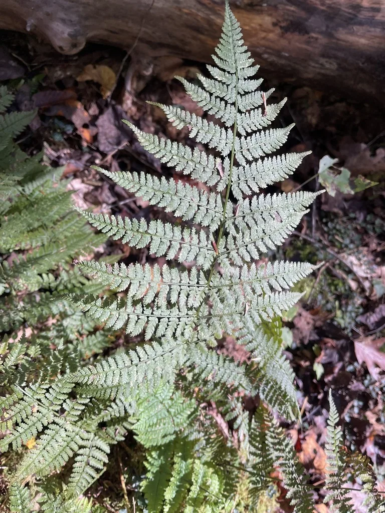 Intermediate Wood Fern