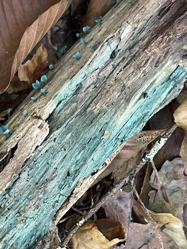Green Wood Cup