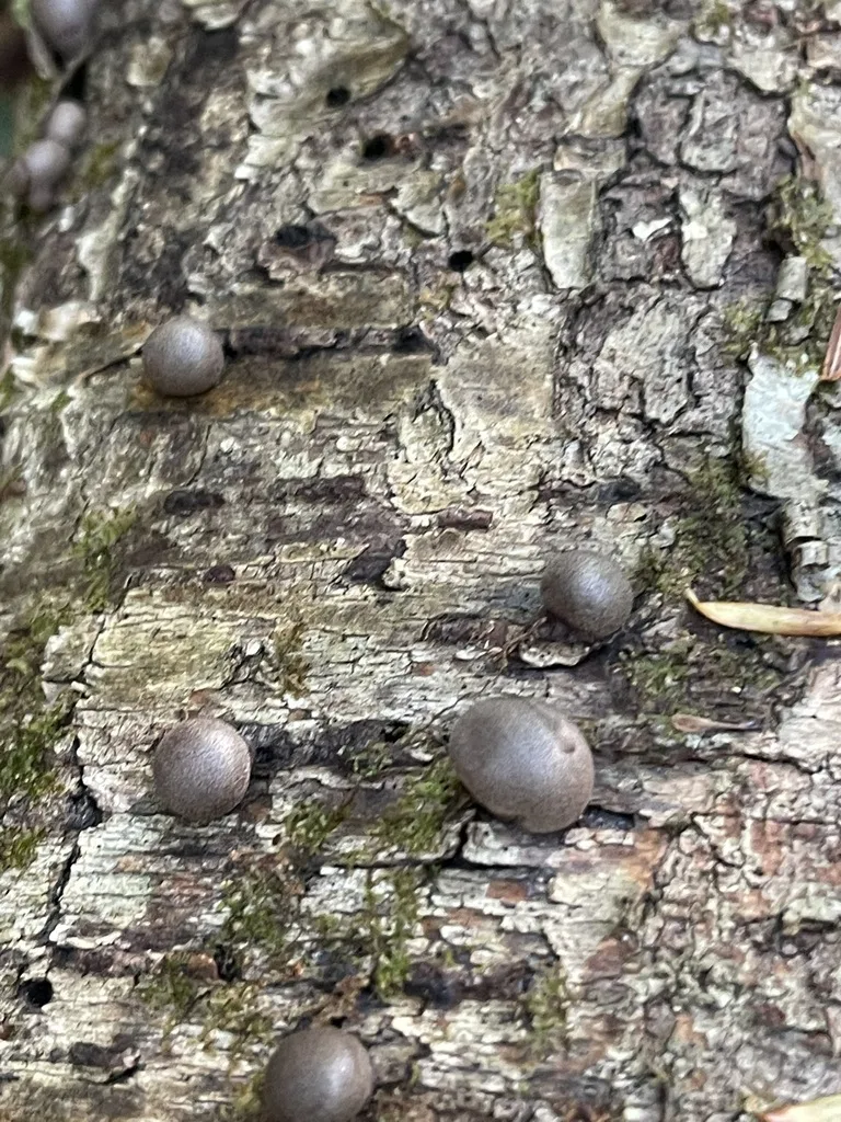 Lycogala flavofuscum