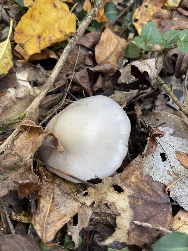 Cortinarius obliquus