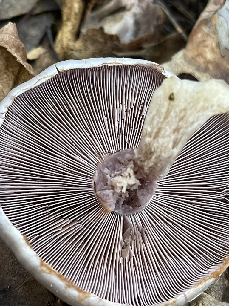 Cortinarius obliquus — The gills beneath the cap.