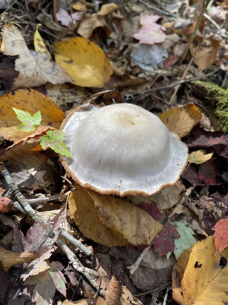 Silvery-Violet Cort
