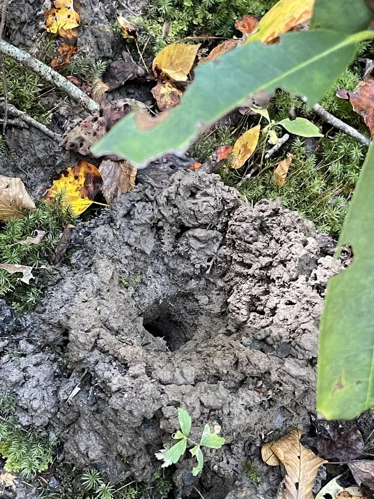 Upland Burrowing Crayfish