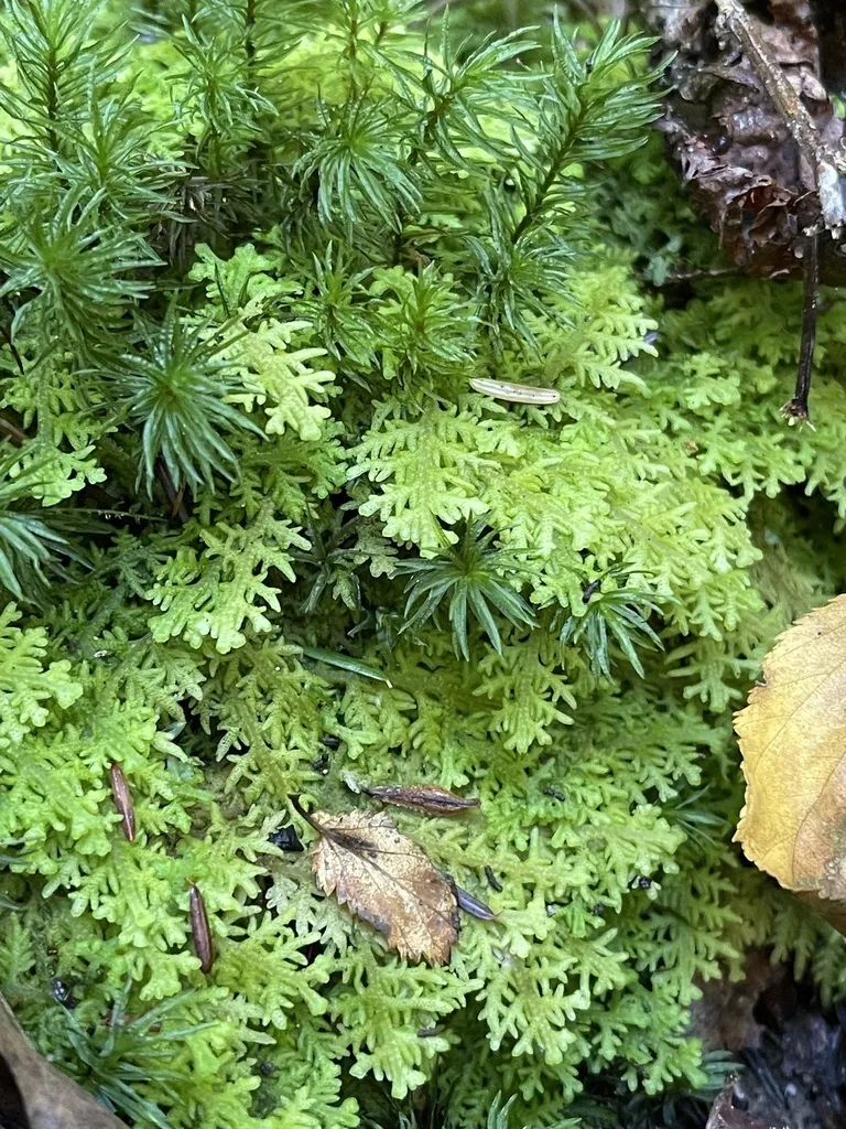 Handsome Woollywort