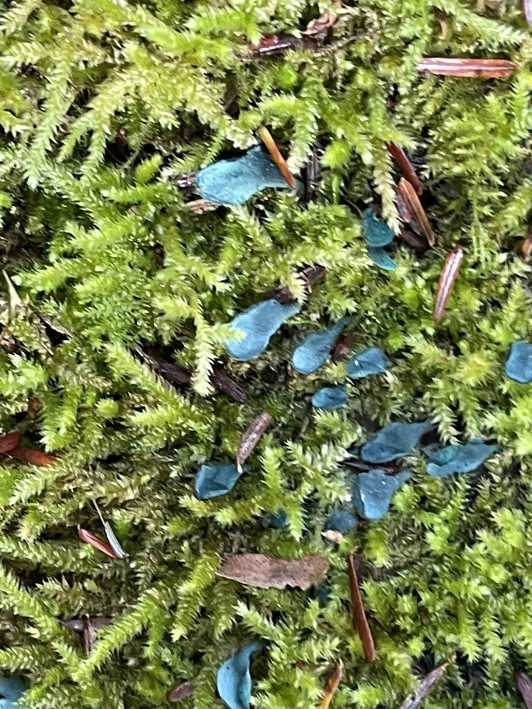 Green Wood Cup